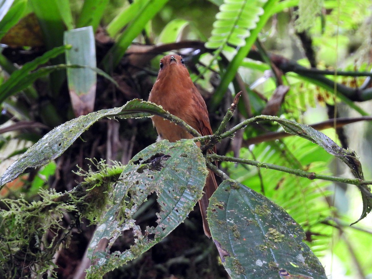 Zimtschmucktyrann - ML647542313