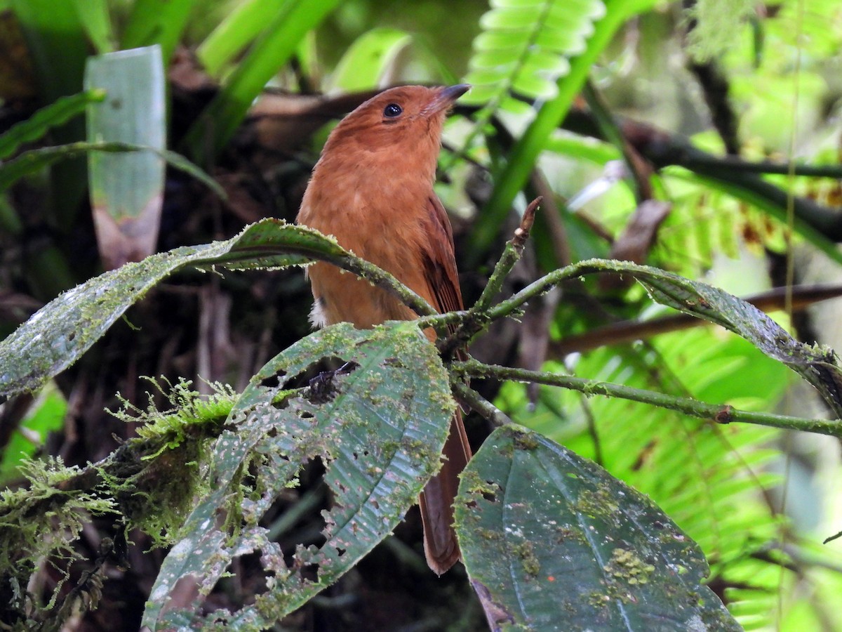 Zimtschmucktyrann - ML647542314