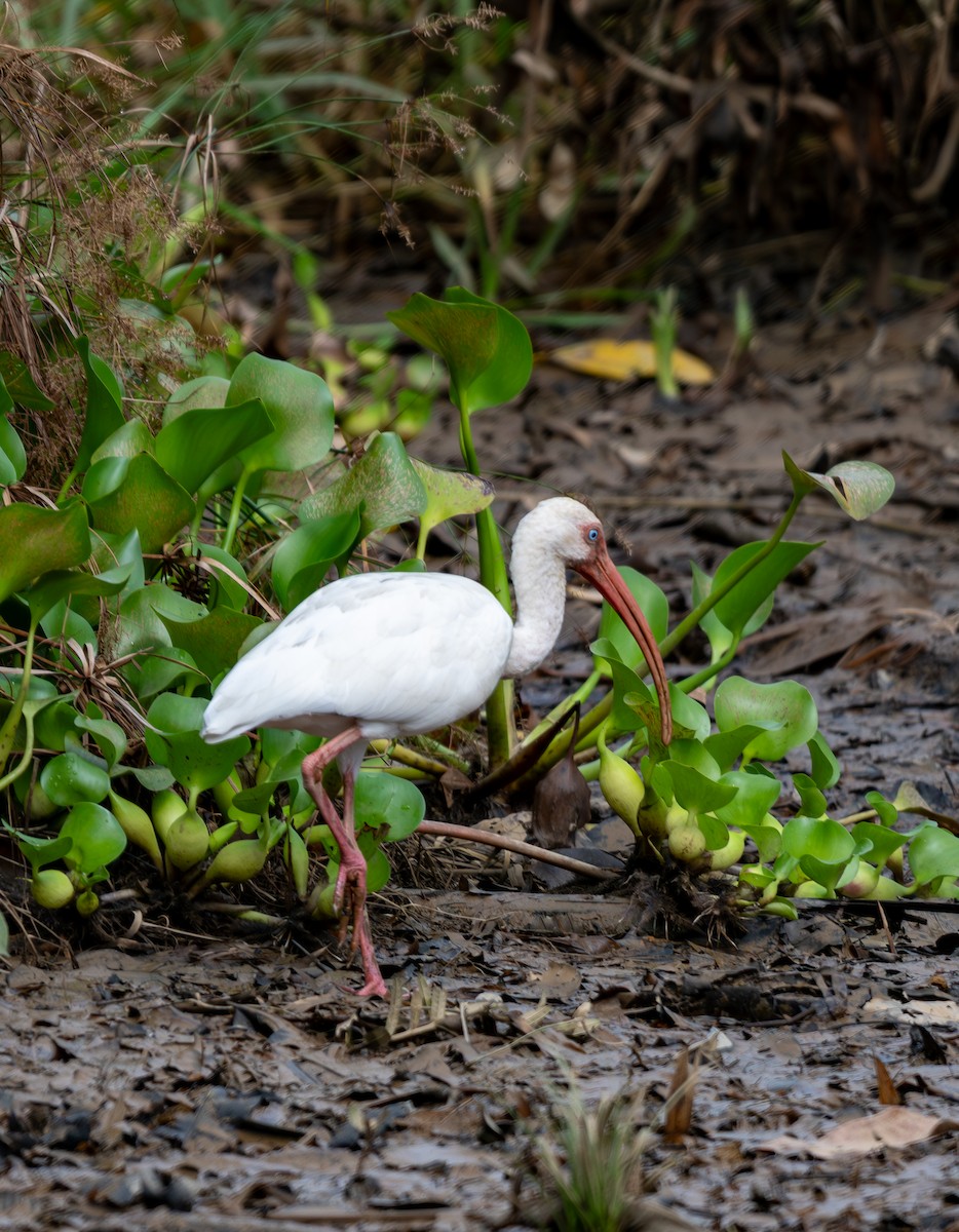 Schneesichler - ML647542315