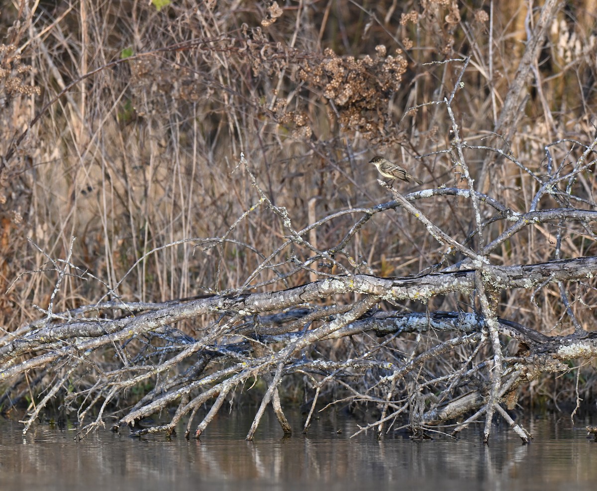 Weißbauch-Phoebetyrann - ML647542316
