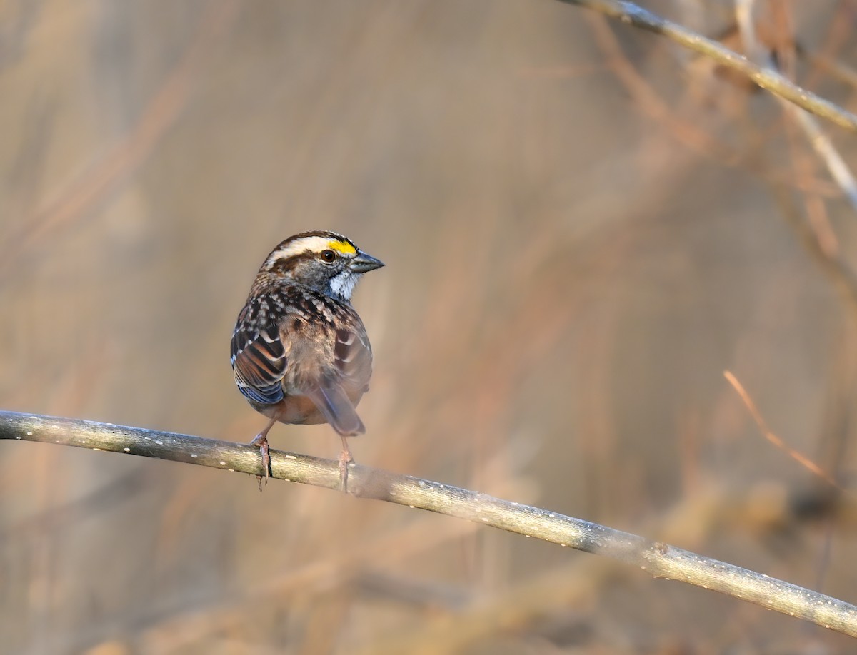 Weißkehlammer - ML647542321