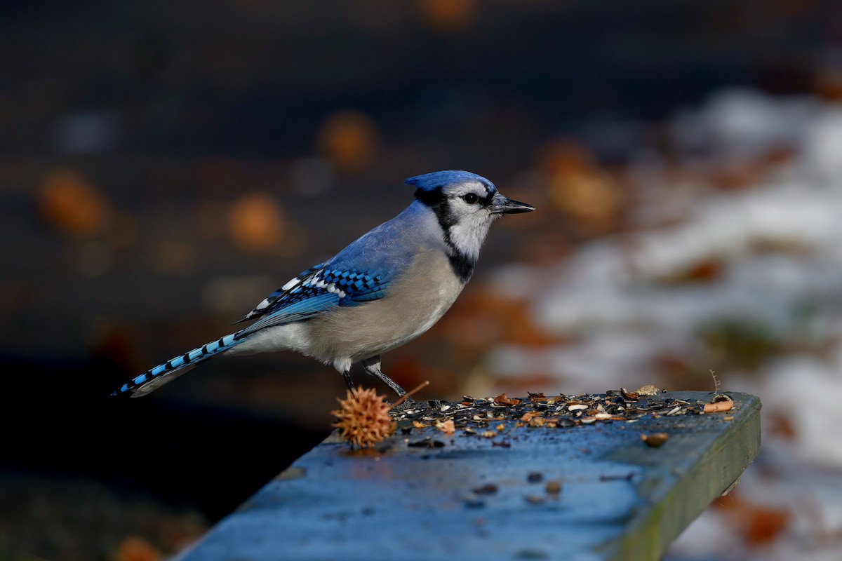 Blauhäher - ML647542324