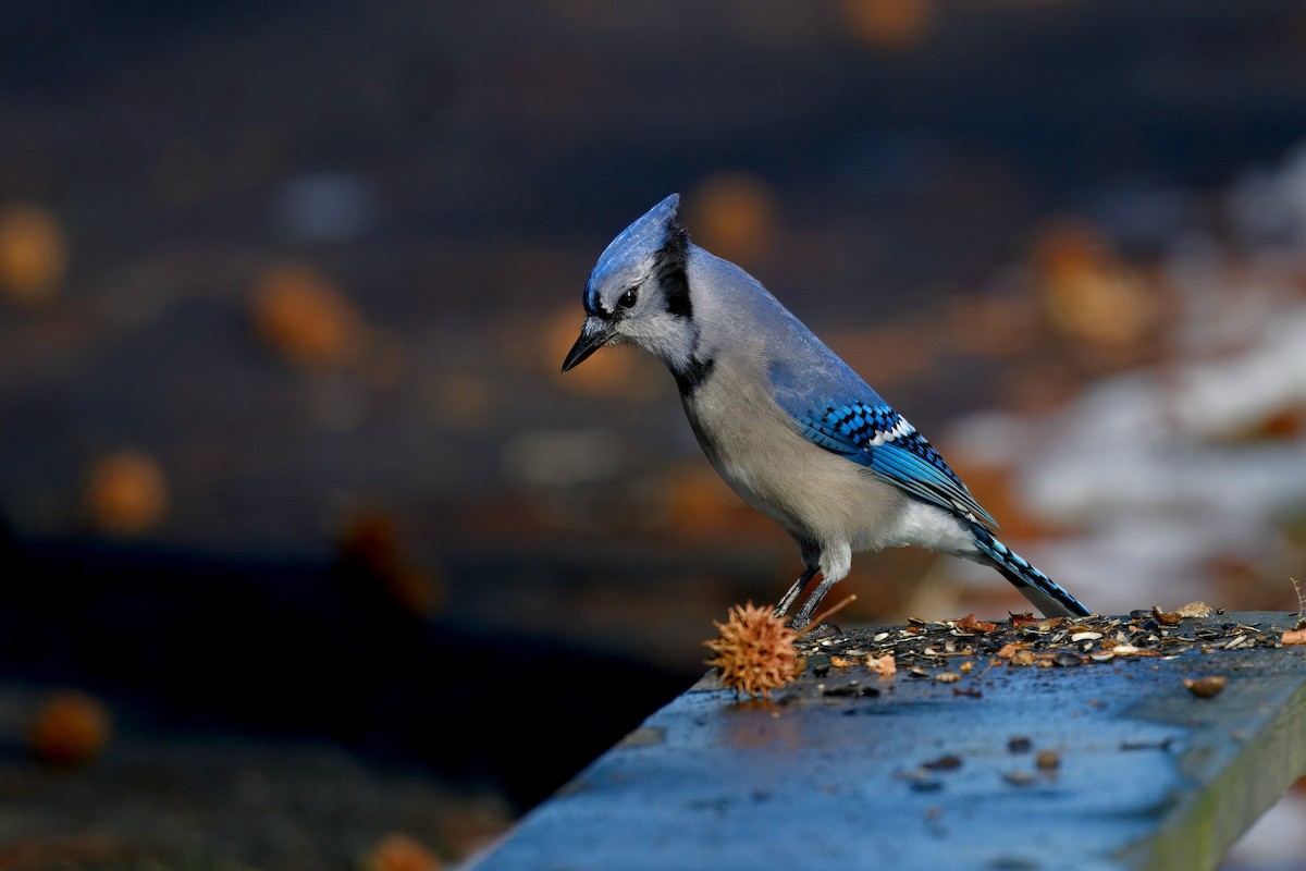 Blue Jay - ML647542328