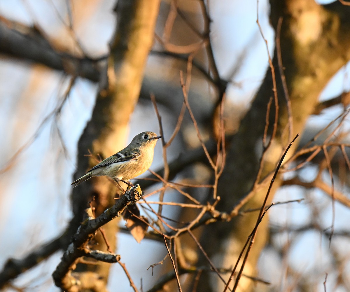 králíček americký - ML647542332