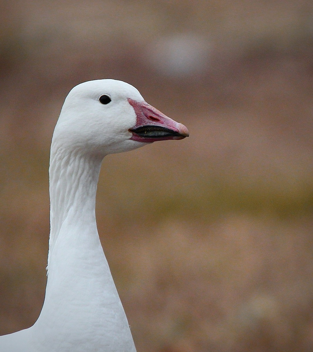 Snow Goose - ML647542334