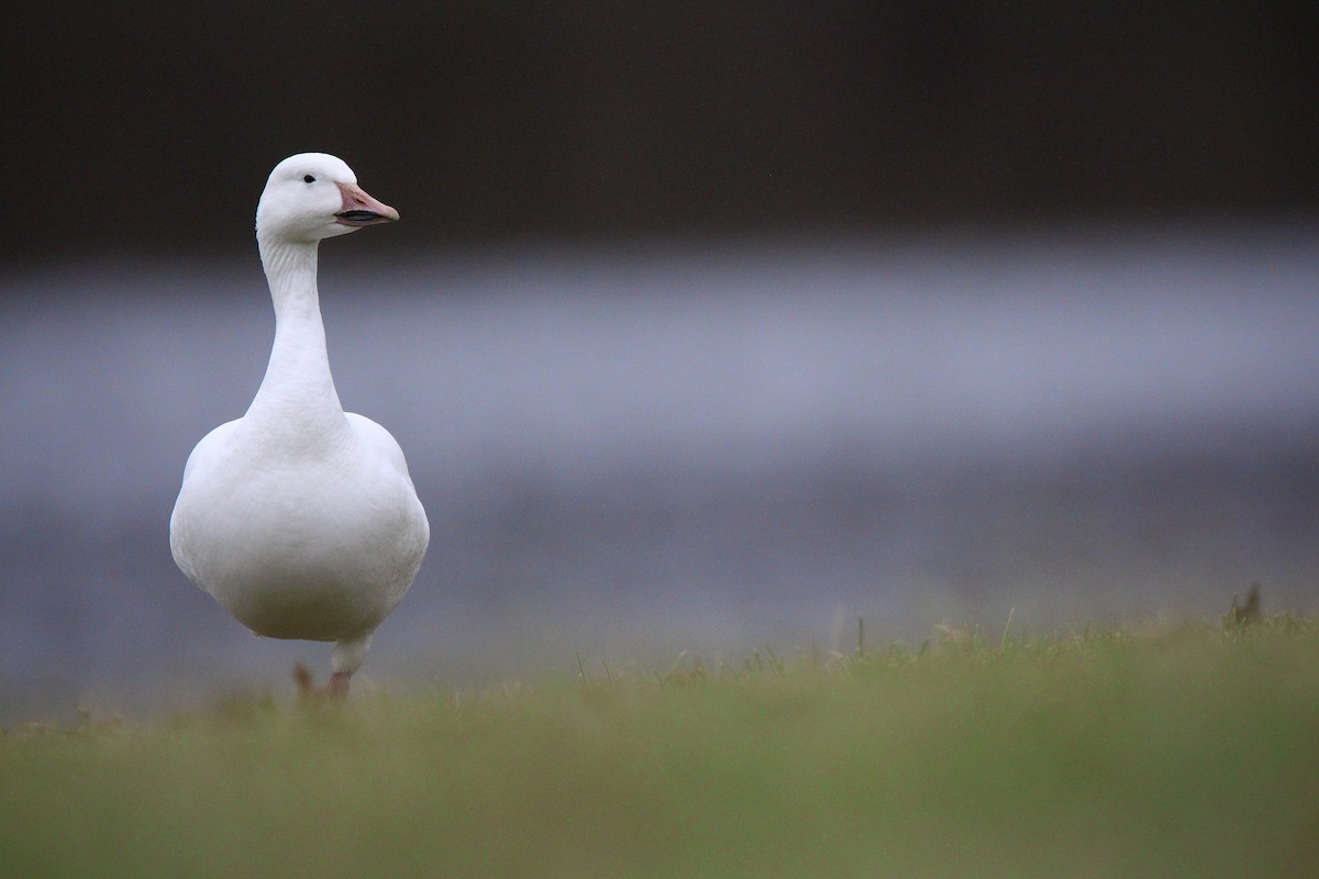 Snow Goose - ML647542335