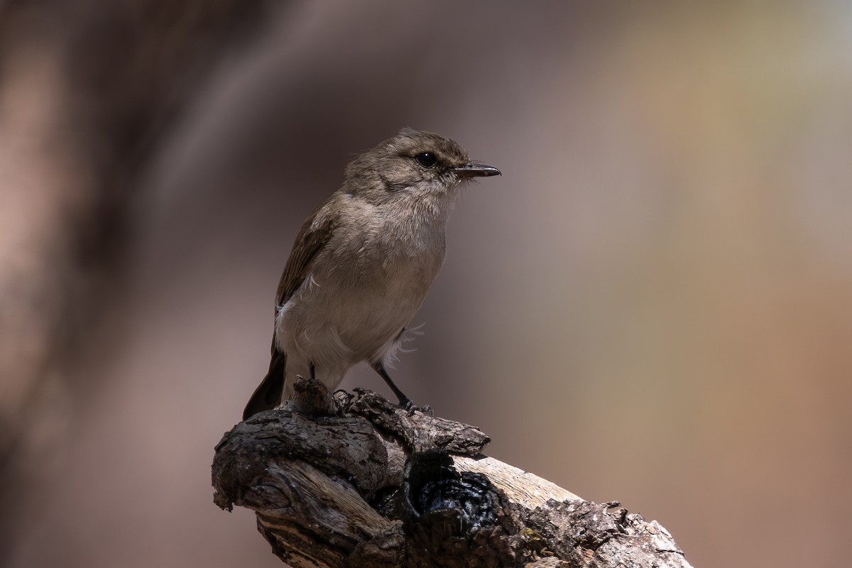 Miro enchanteur - ML647542339