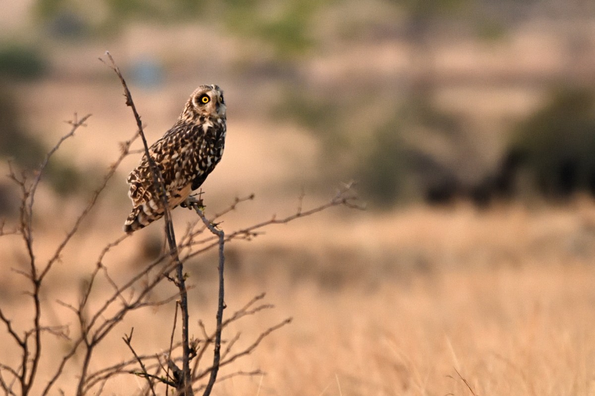 Zingira-hontza - ML647542340