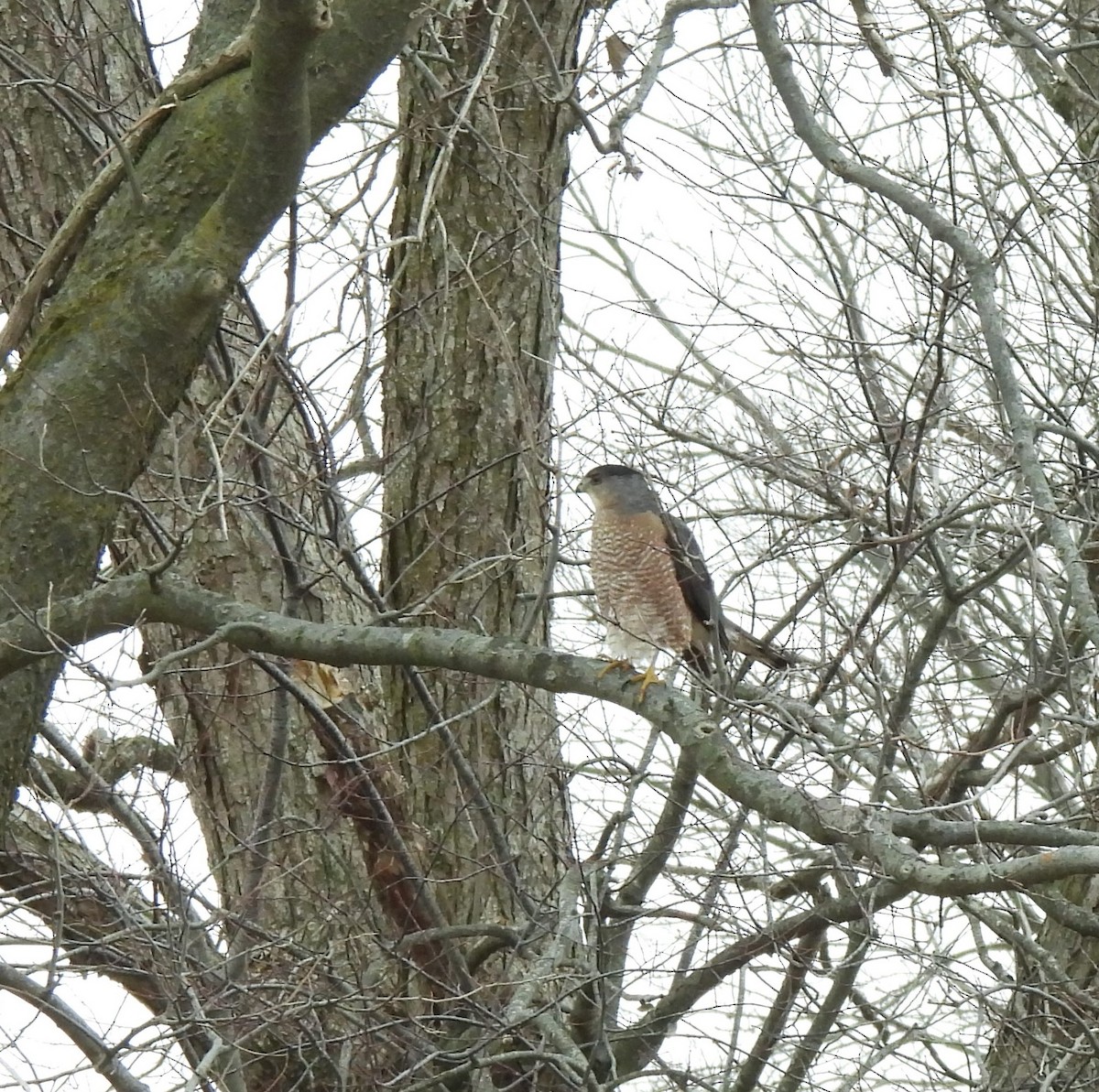 Cooper's Hawk - ML647542344