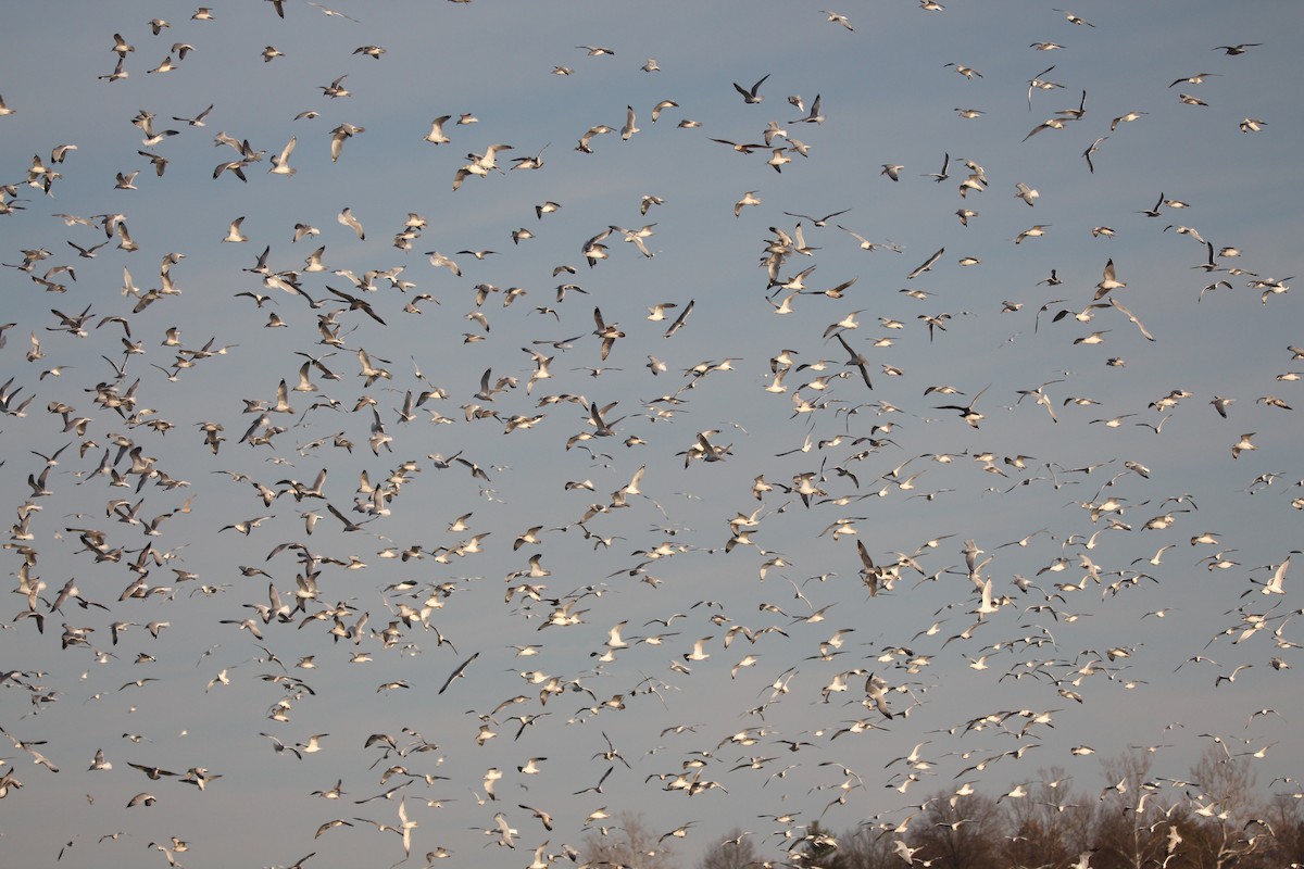 American Herring Gull - ML647542346