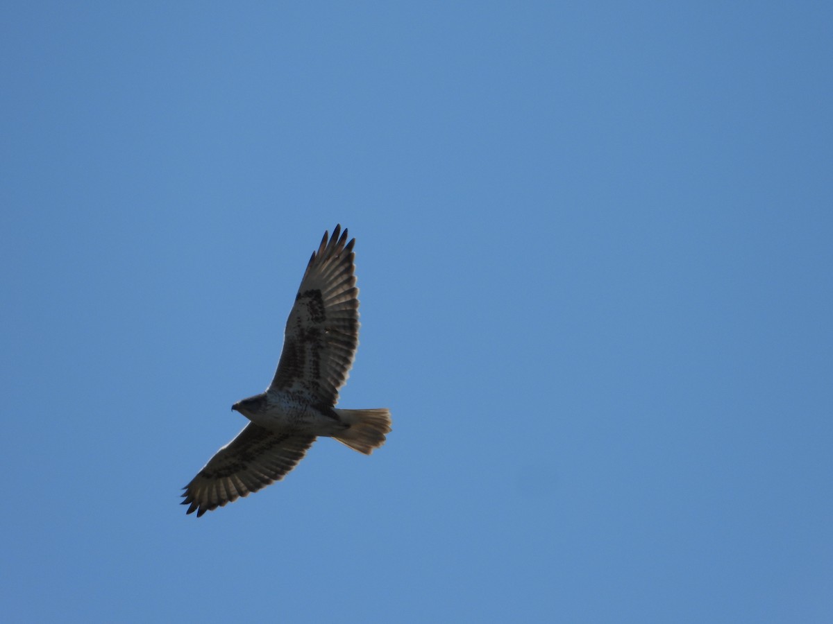 kongevåk - ML647542347