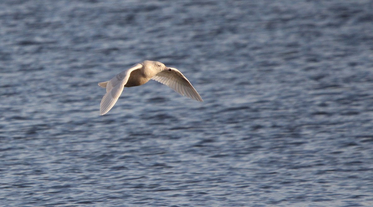 北極鷗 - ML647542349