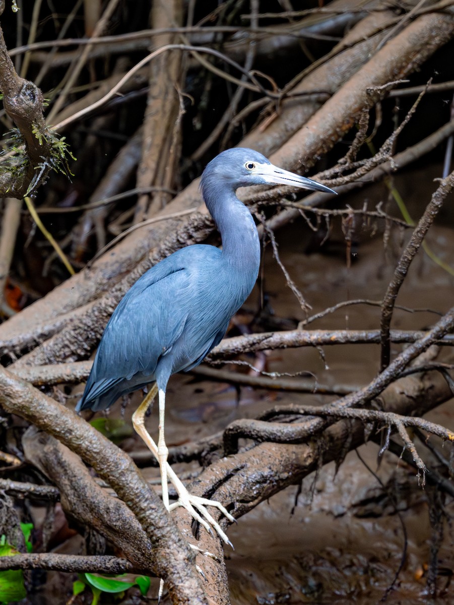 Little Blue Heron - ML647542359