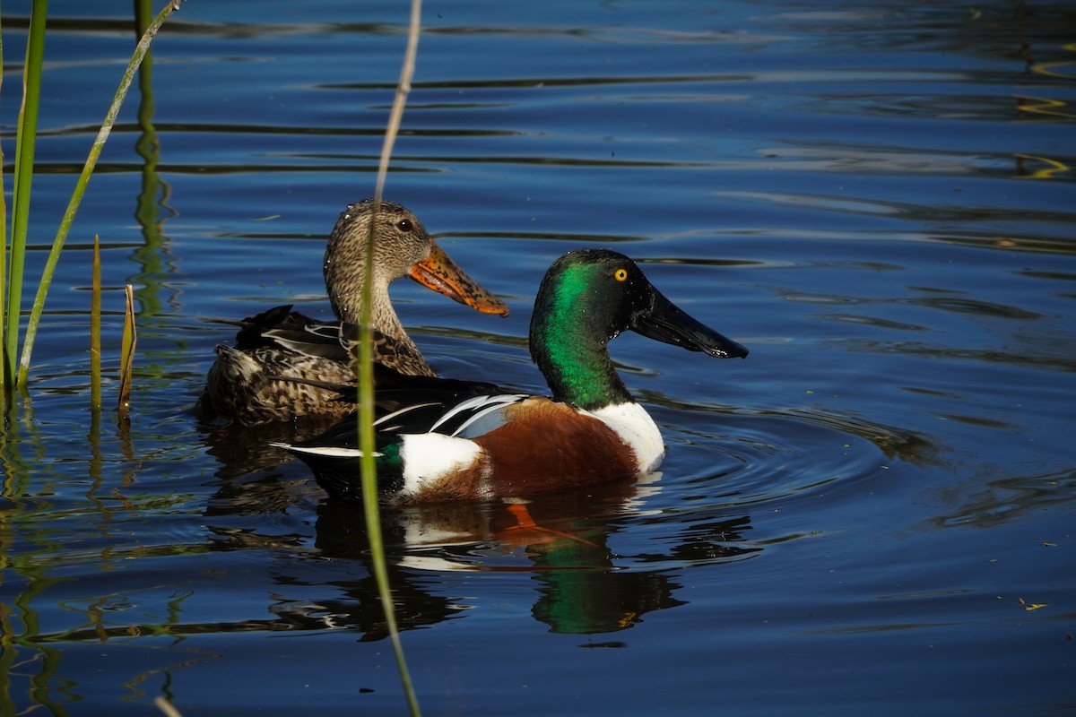 Cuchara Común - ML647542362