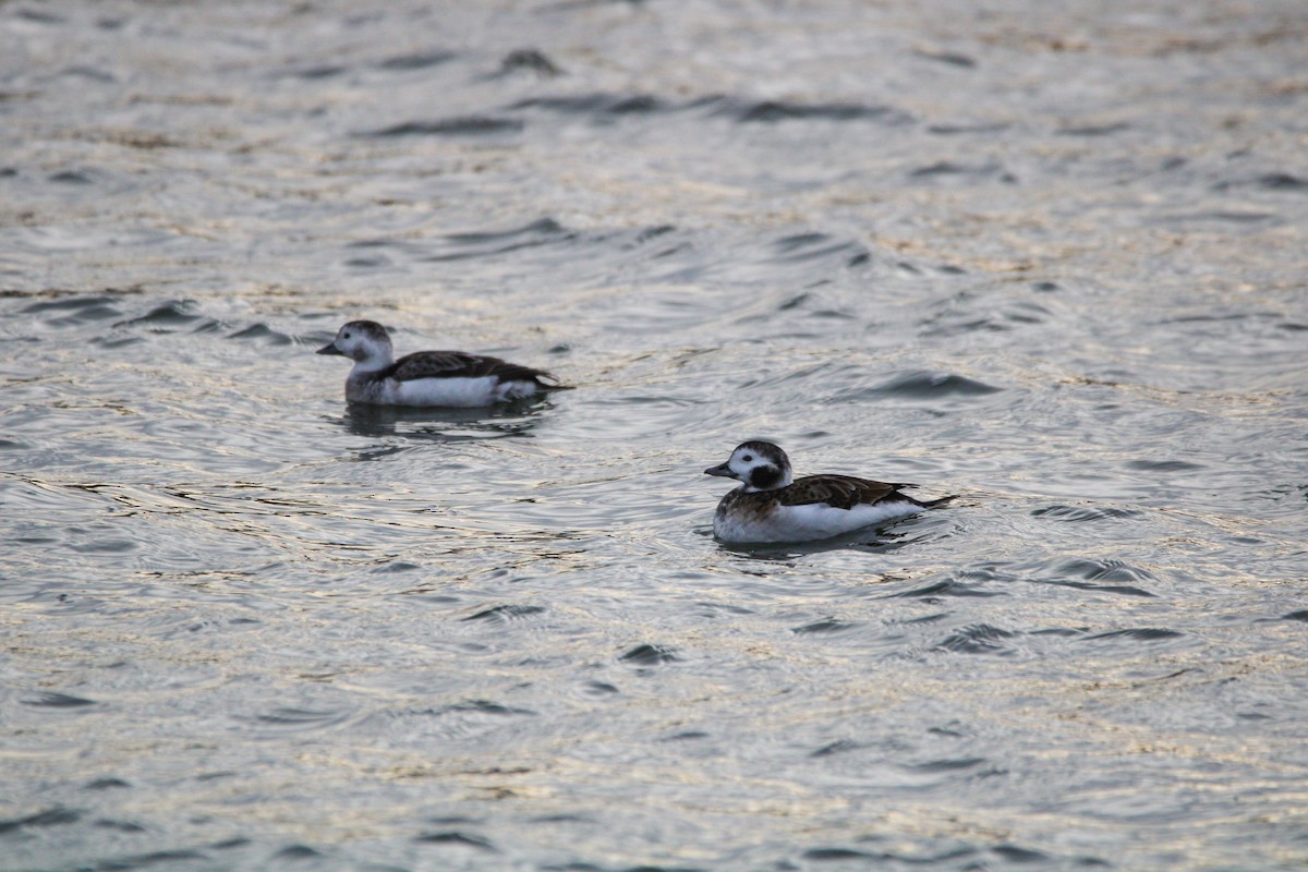 Long-tailed Duck - ML647542366