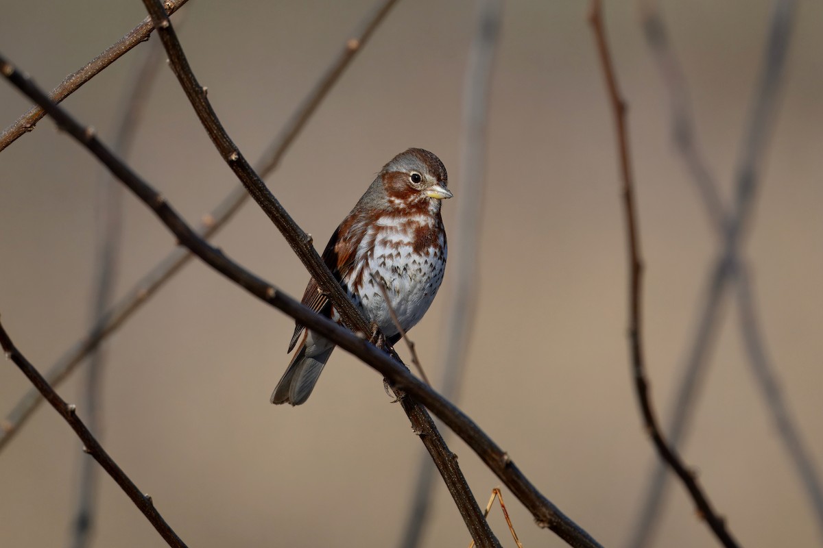 strnadec kaštanový (ssp. iliaca/zaboria) - ML647542367