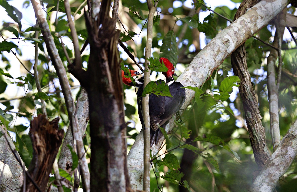 Crimson-crested Woodpecker - ML647542368