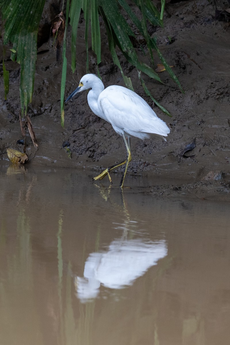 Snowy Egret - ML647542373
