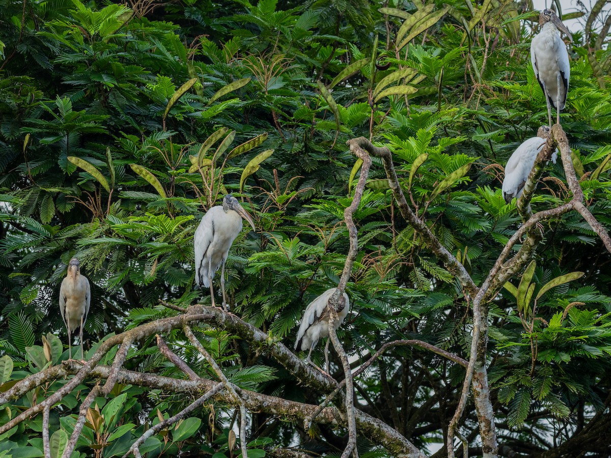 Wood Stork - ML647542374