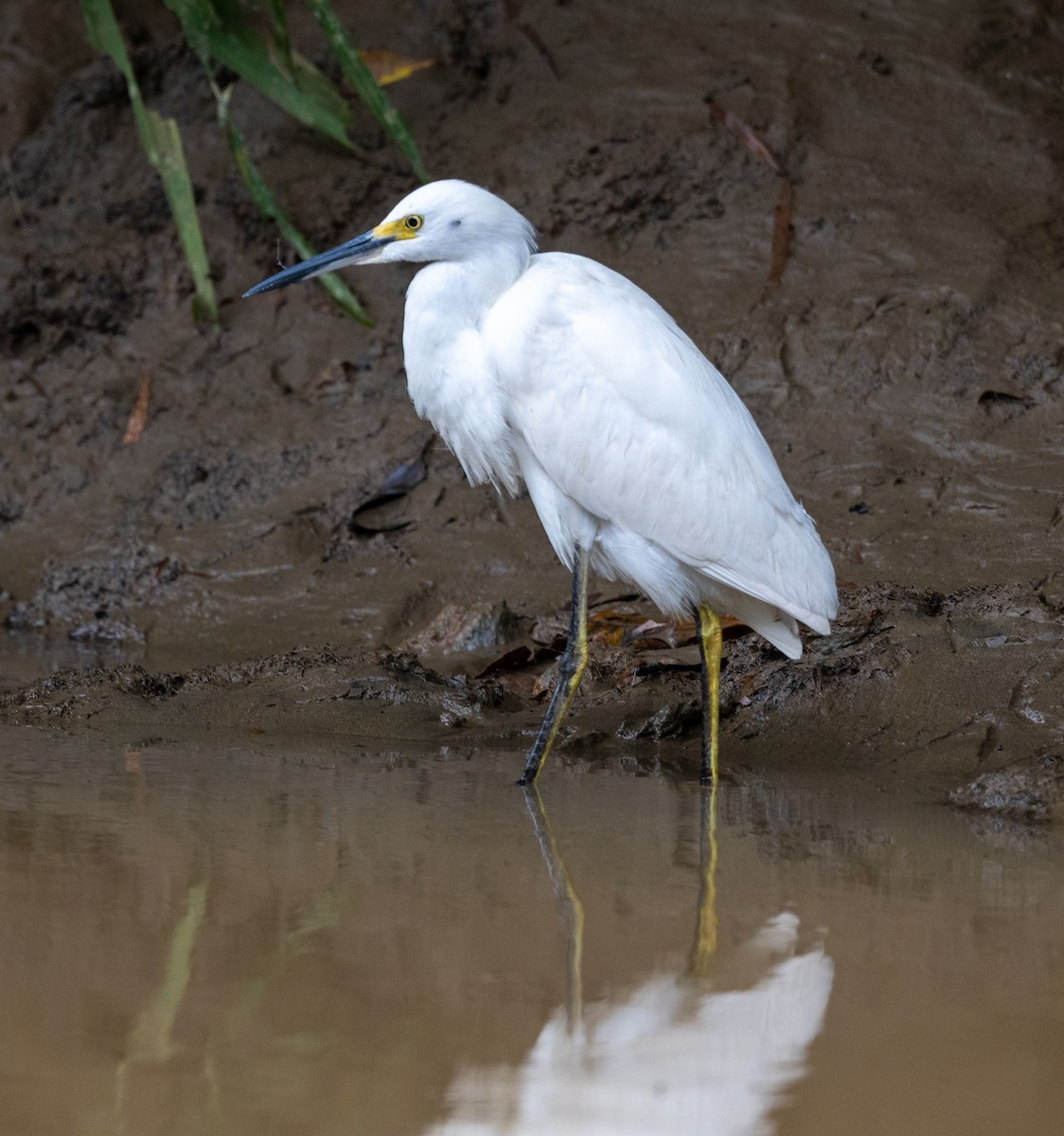 Snowy Egret - ML647542375