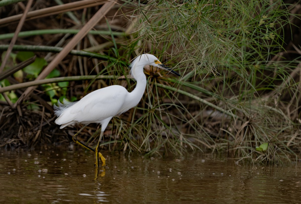 Snowy Egret - ML647542376