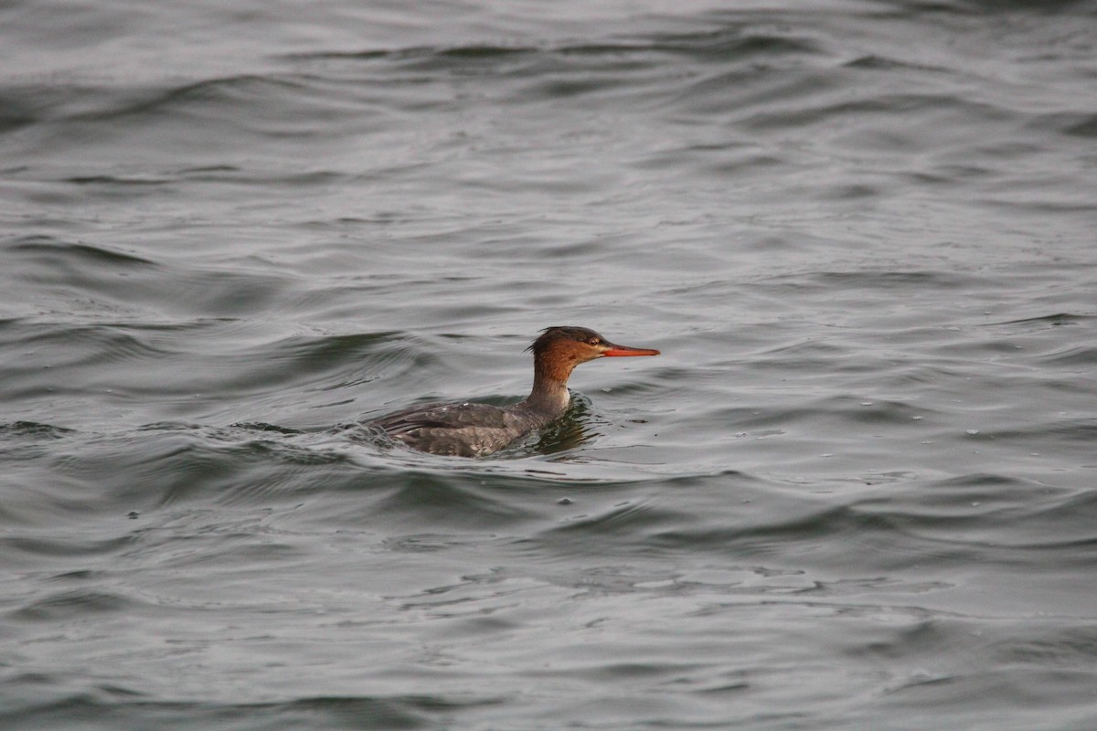 Red-breasted Merganser - ML647542377