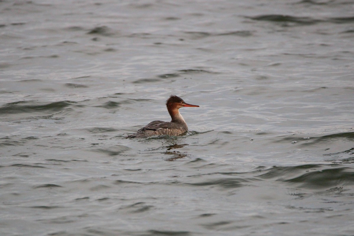 Red-breasted Merganser - ML647542378