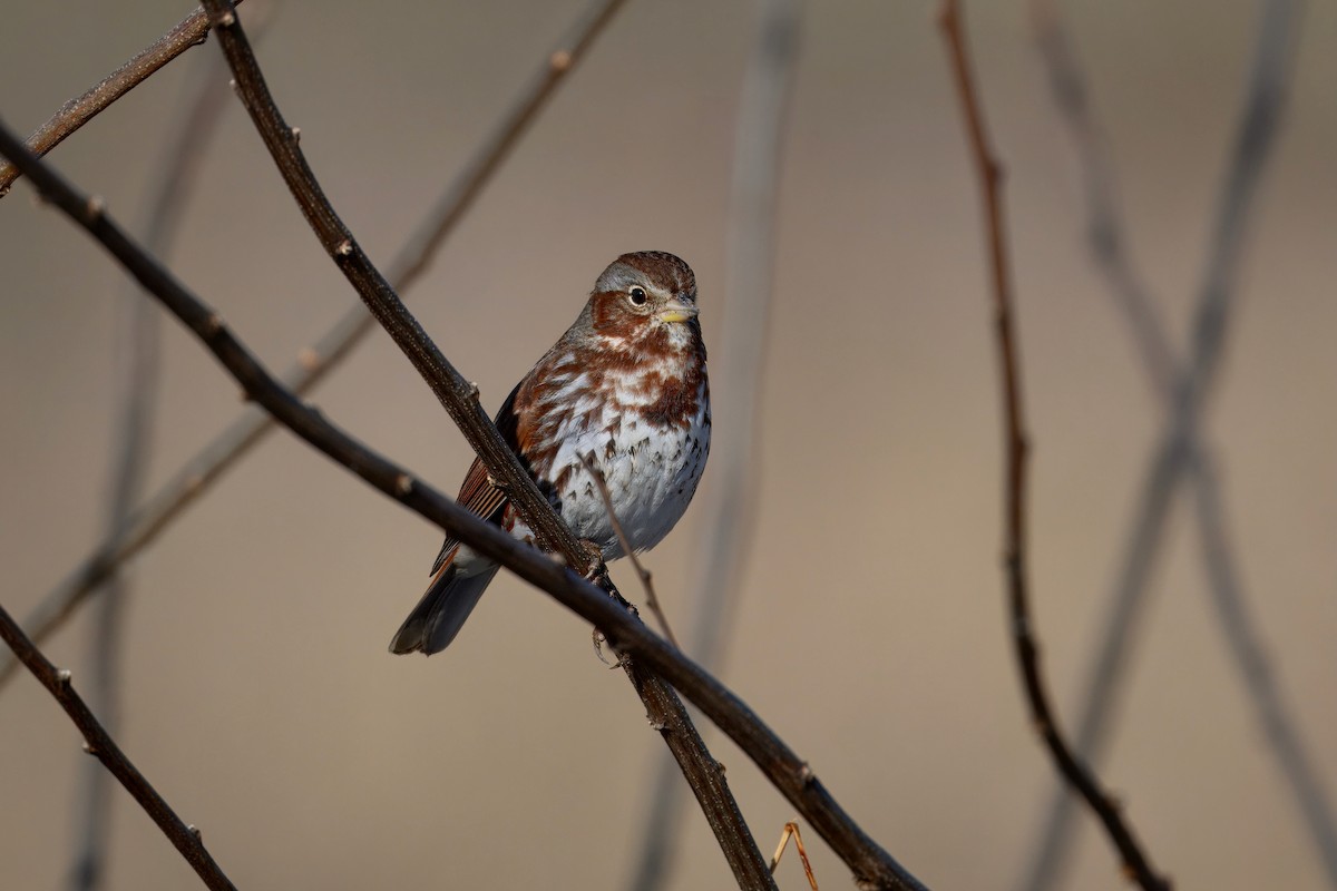 Fox Sparrow (Red) - ML647542380