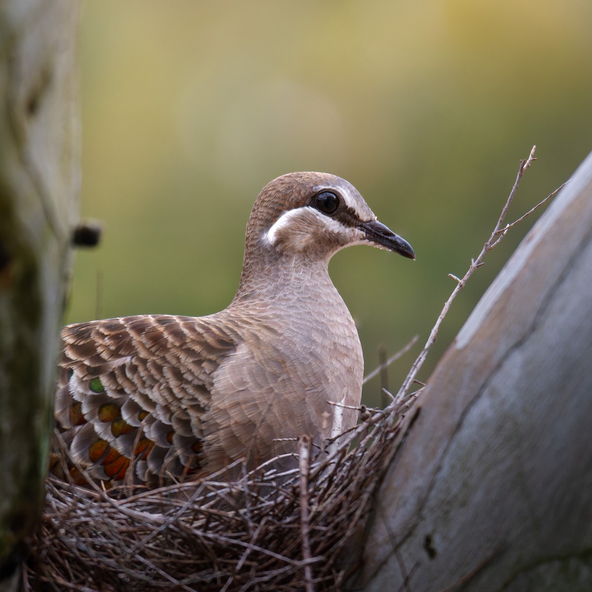Common Bronzewing - ML647542381