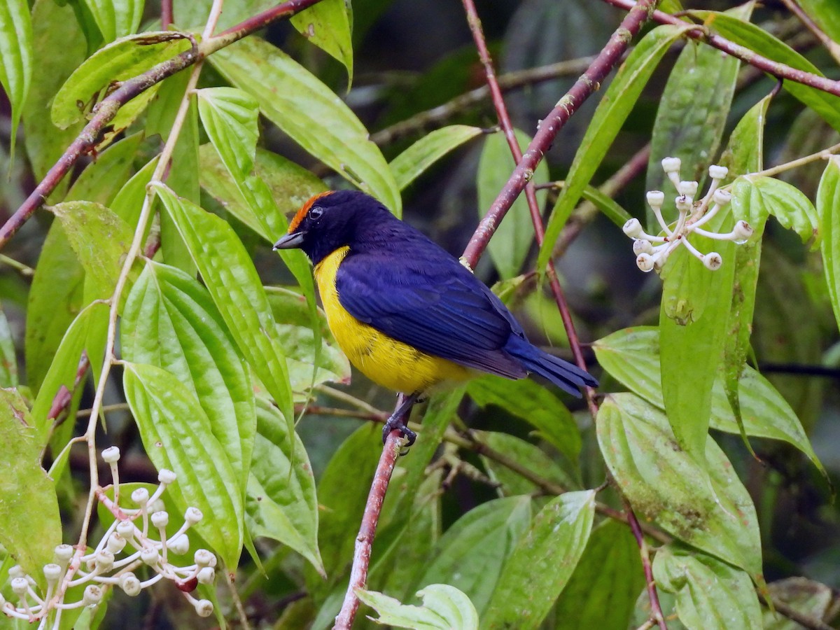 Tawny-capped Euphonia - ML647542382