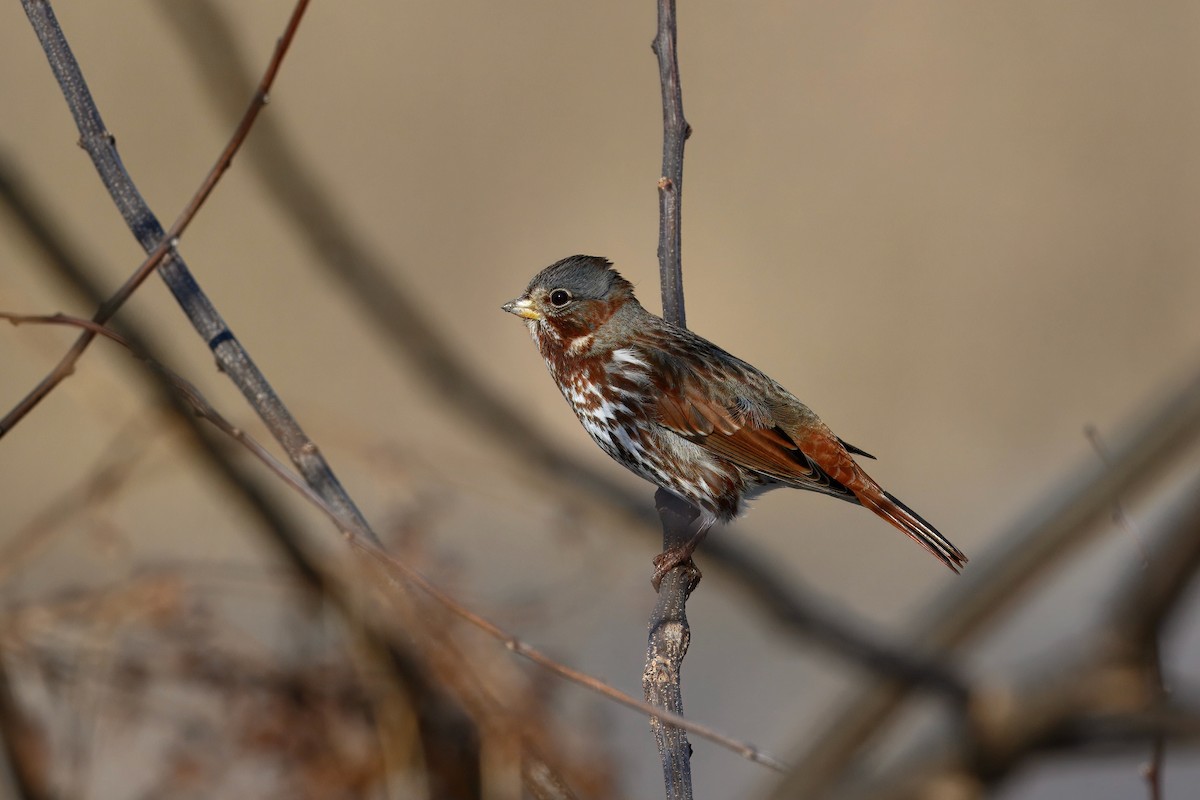 Fox Sparrow (Red) - ML647542383