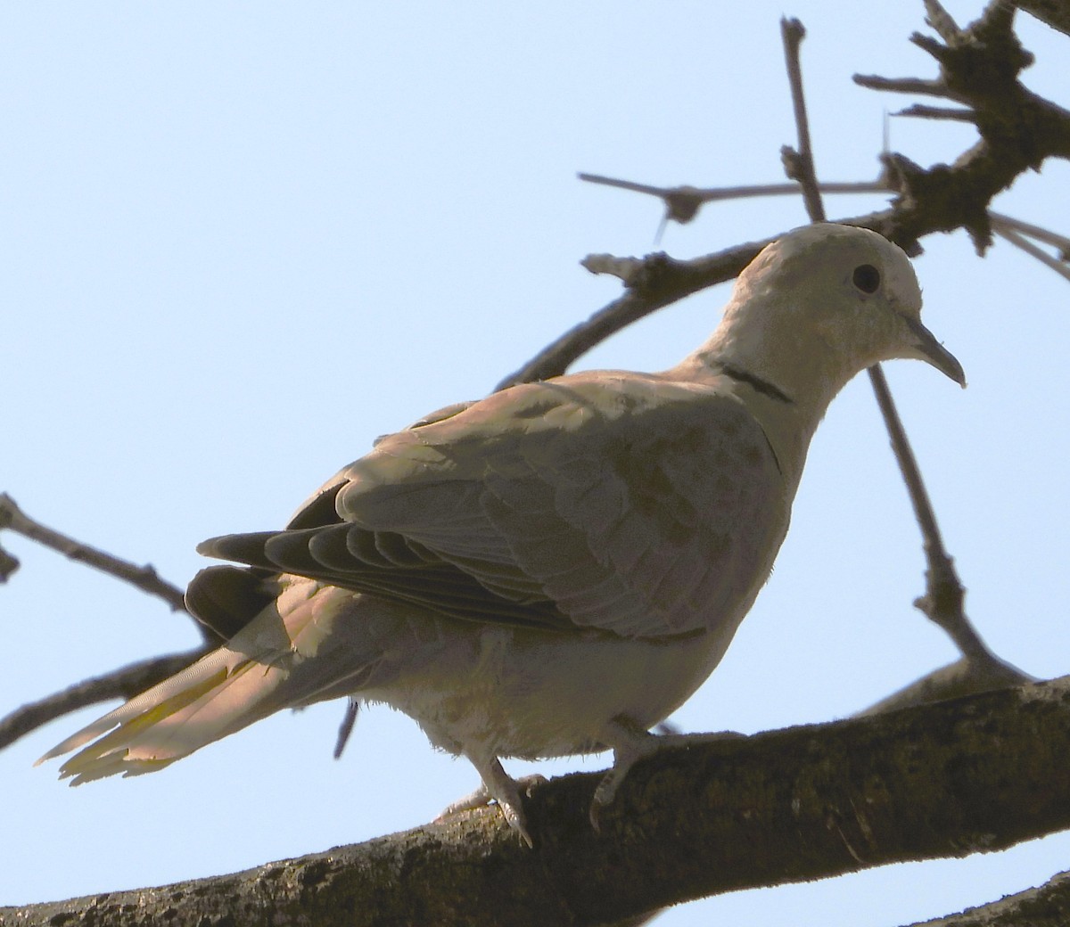 Eurasian Collared-Dove - ML647542385