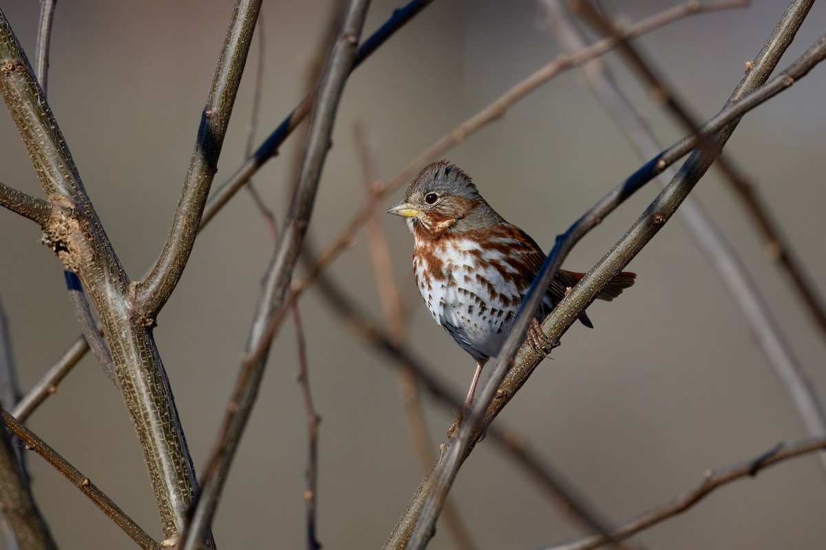 Fox Sparrow (Red) - ML647542387