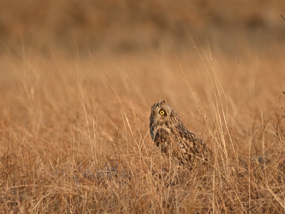 Short-eared Owl - ML647542388