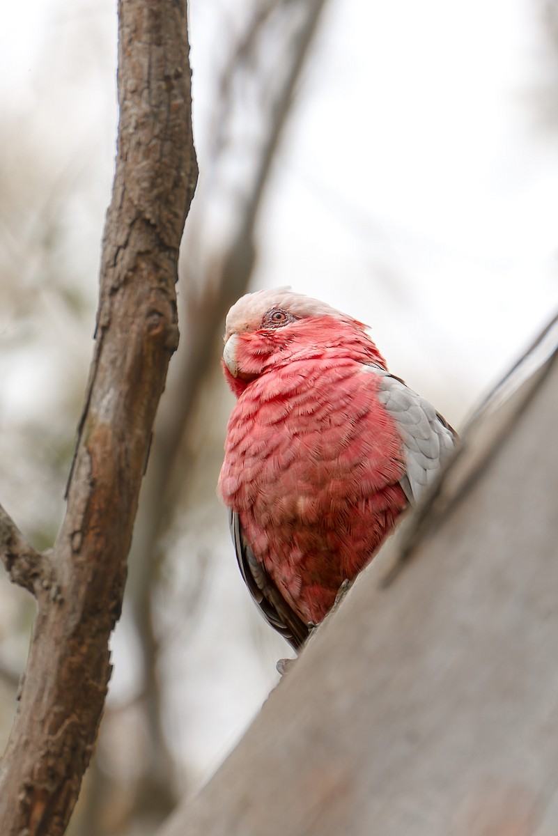 Galah - ML647542390