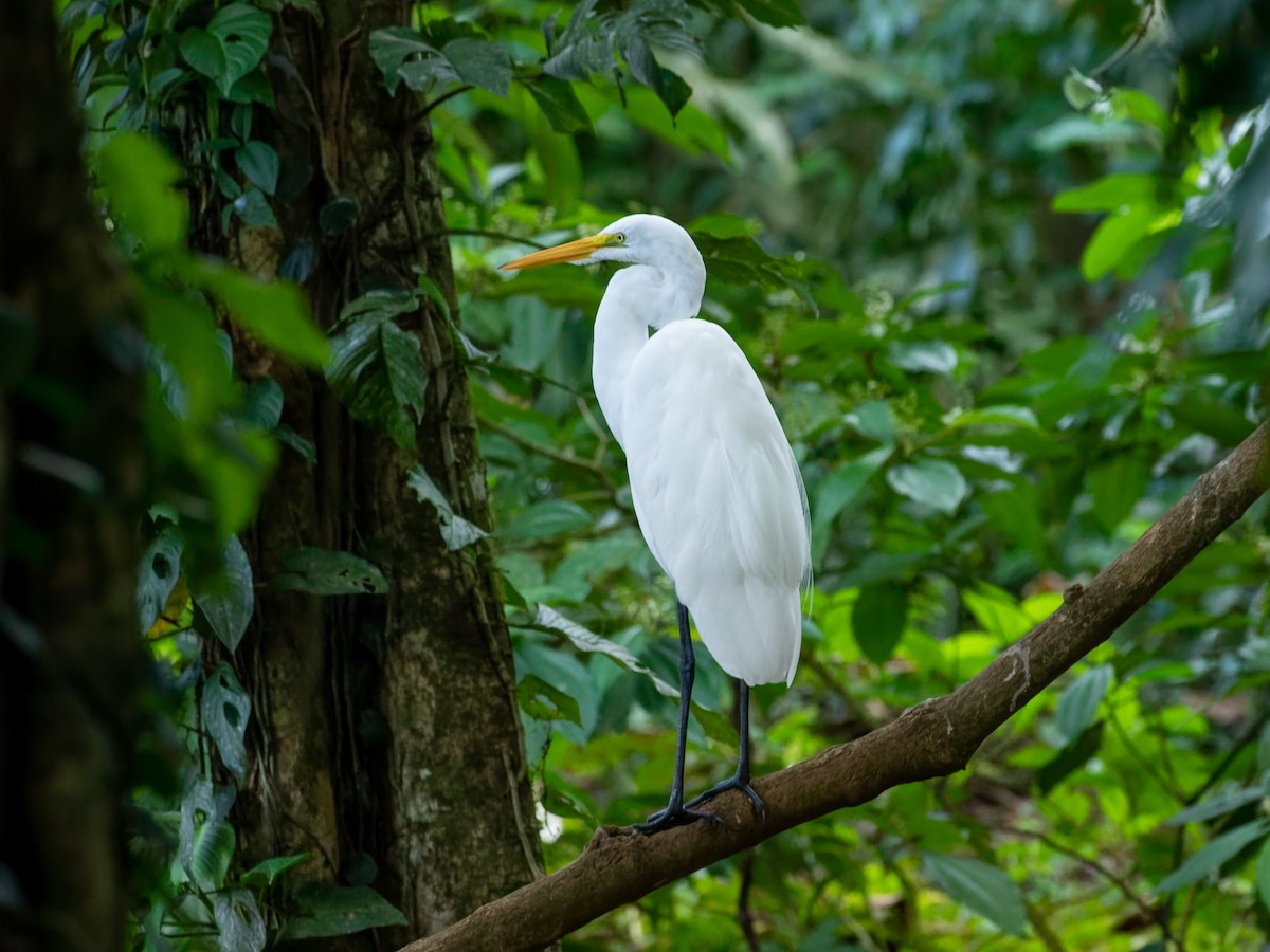 Great Egret - ML647542391