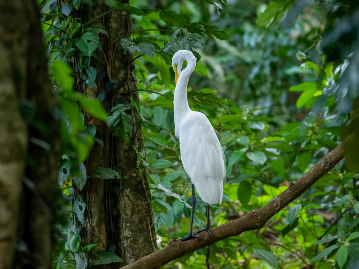Great Egret - ML647542392