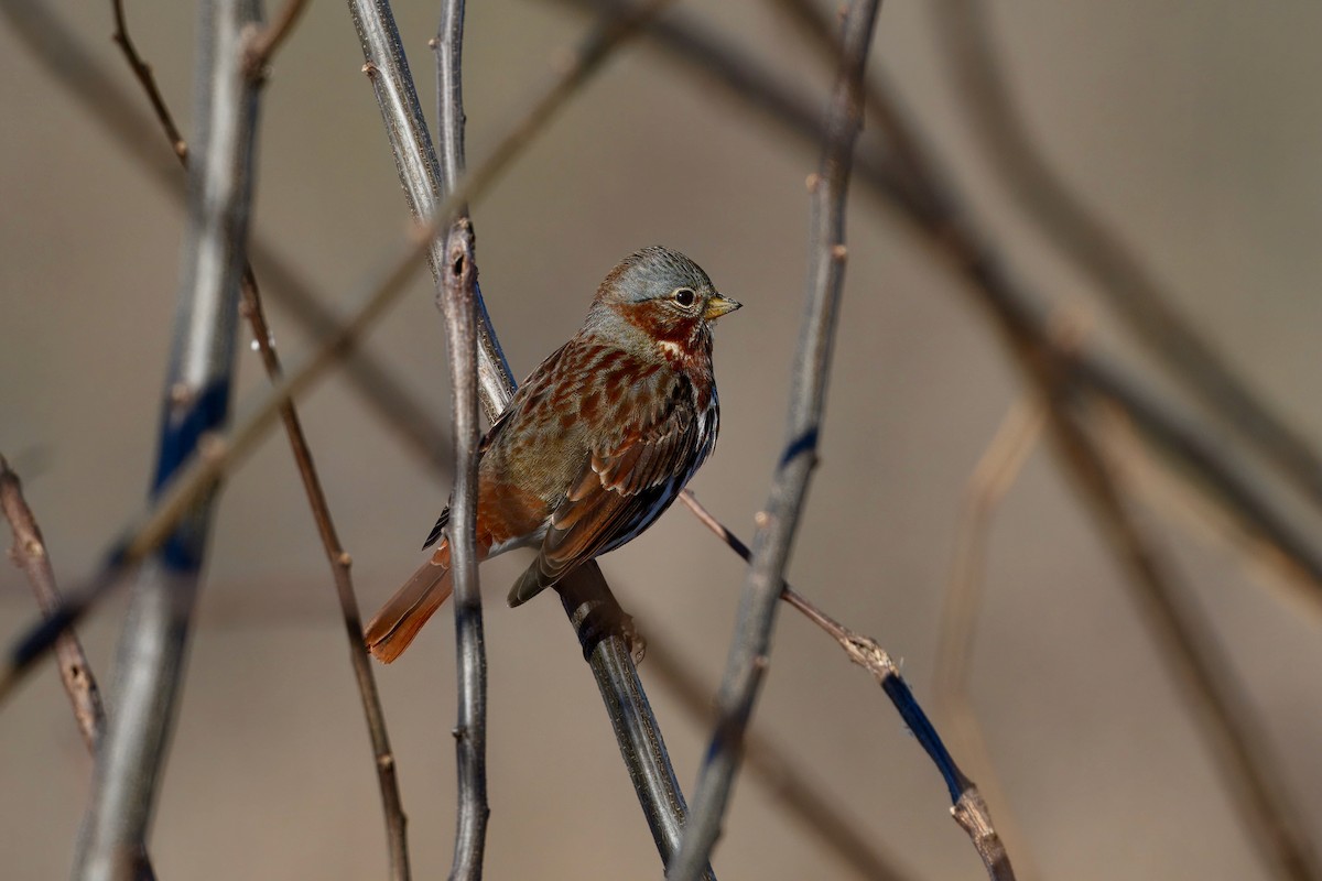 Fox Sparrow (Red) - ML647542393