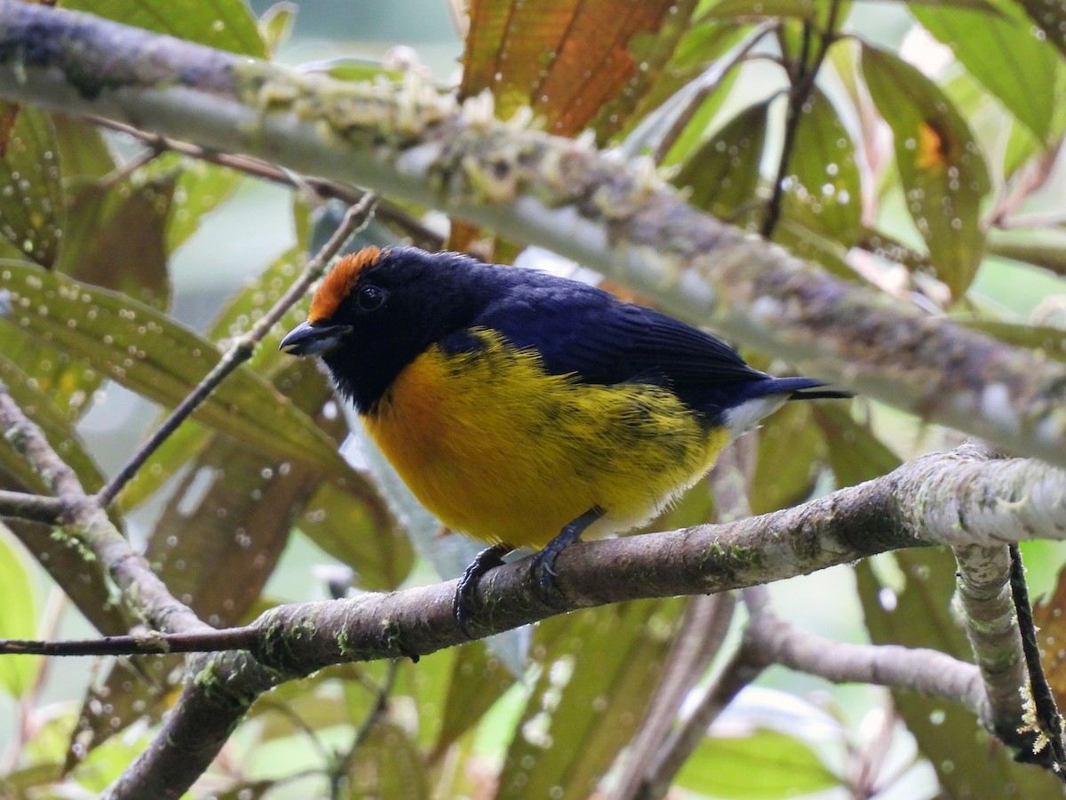 Tawny-capped Euphonia - ML647542394