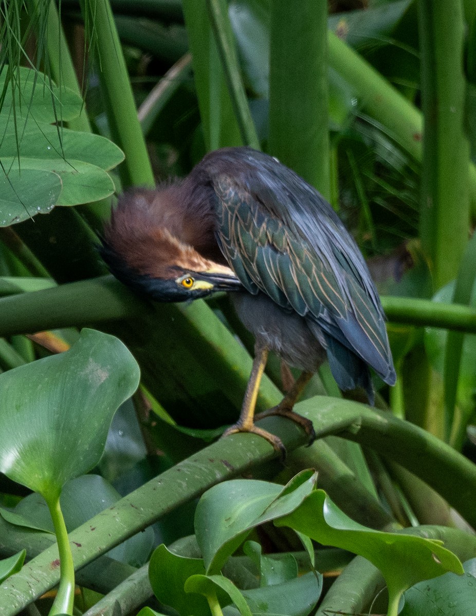 Green Heron - ML647542395