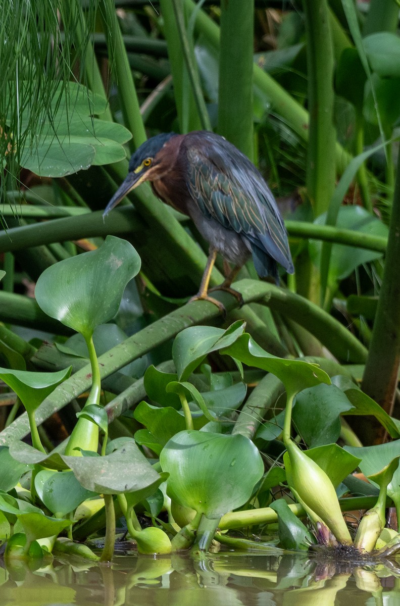Green Heron - ML647542396
