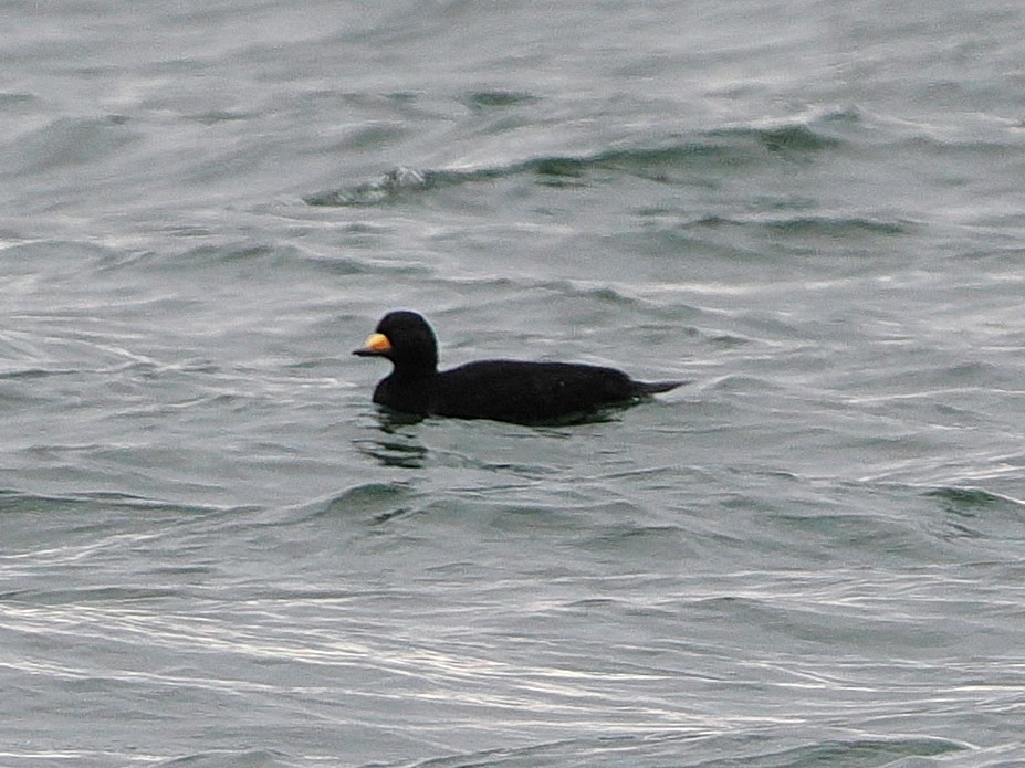 Black Scoter - ML647542397