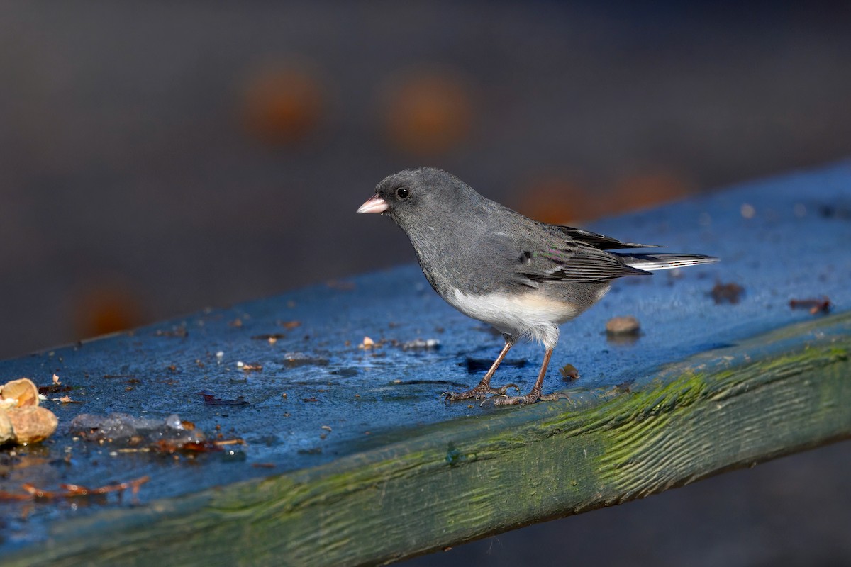 Dark-eyed Junco - ML647542398