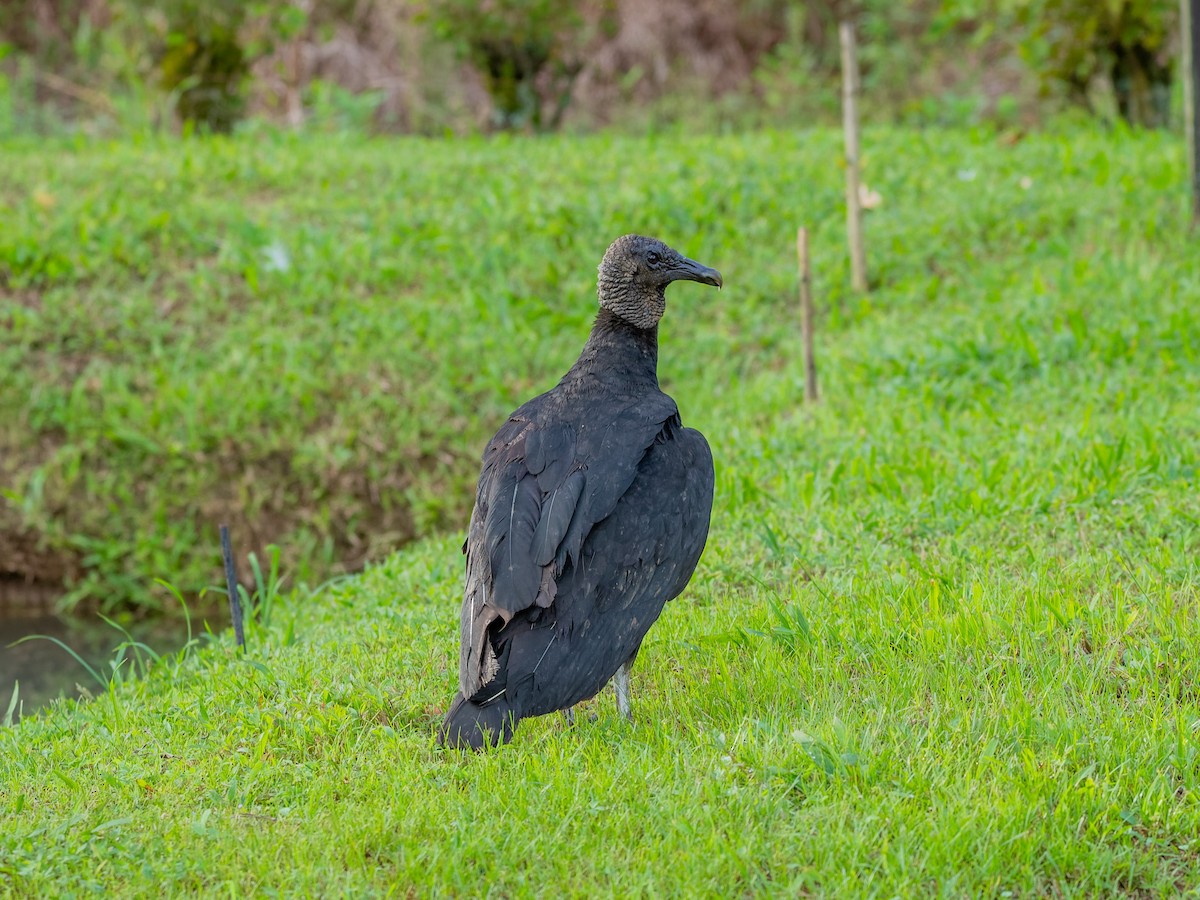 Black Vulture - ML647542400