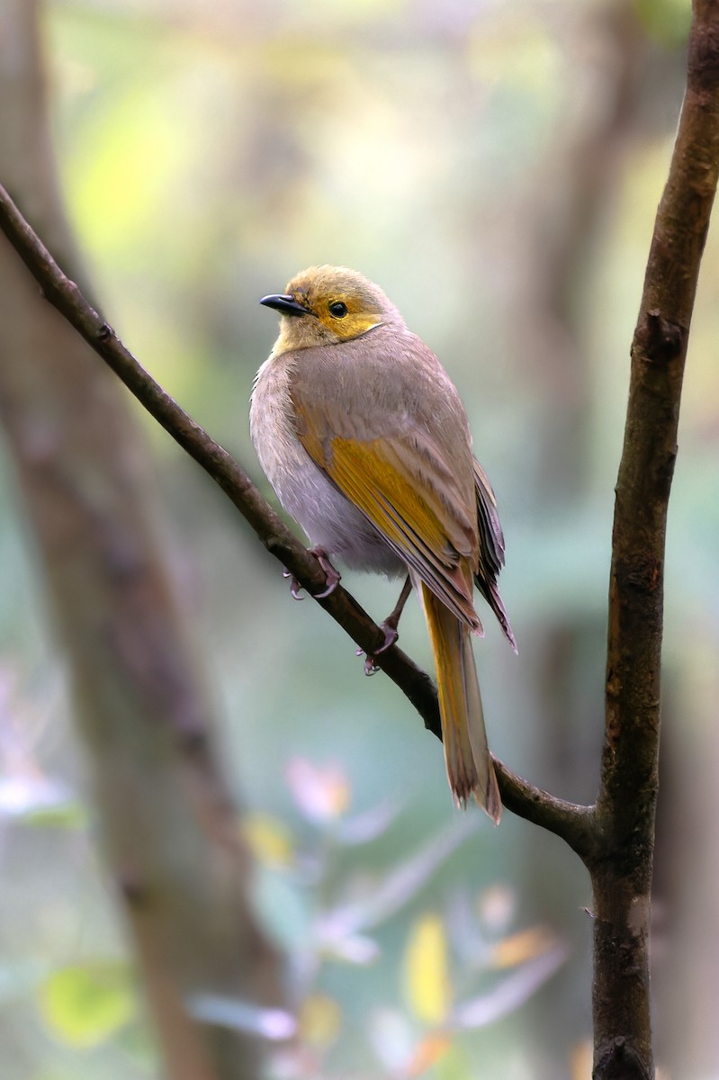 White-plumed Honeyeater - ML647542406