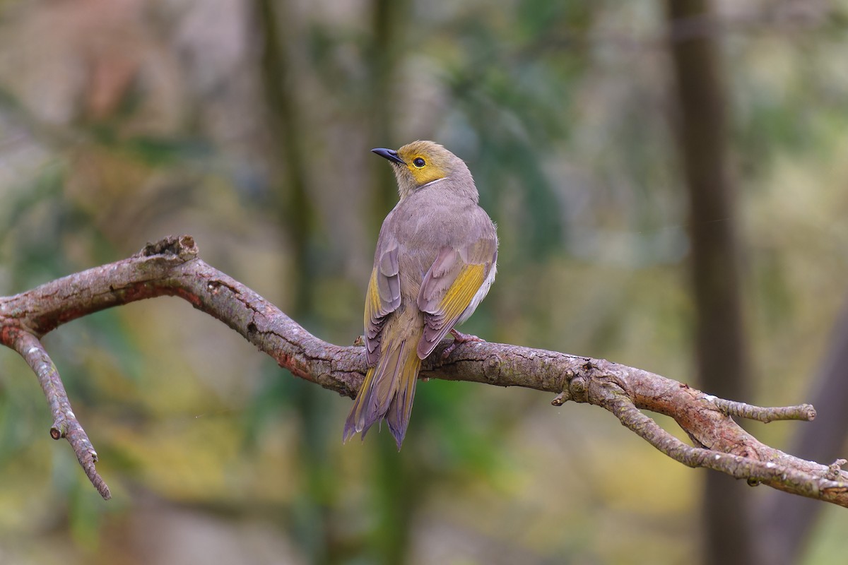 White-plumed Honeyeater - ML647542416