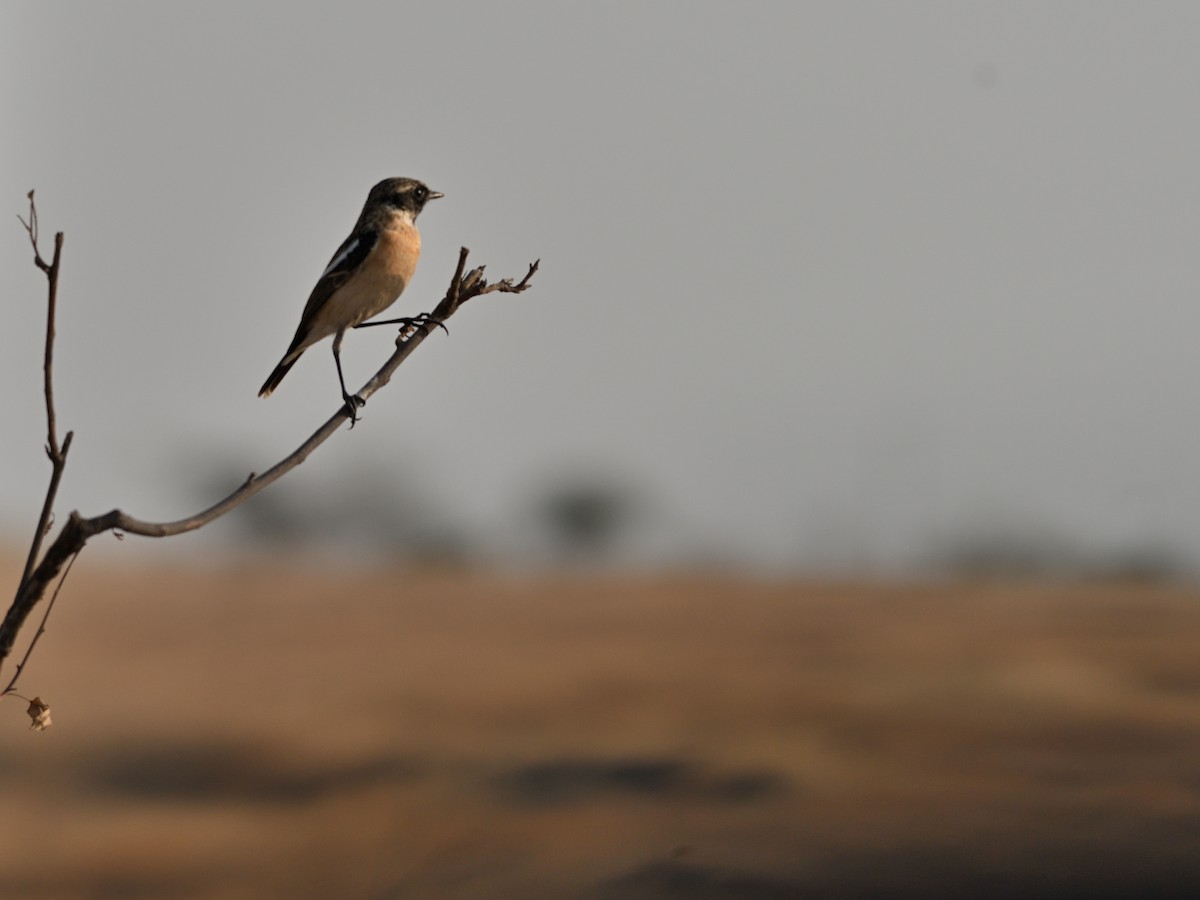 Siberian Stonechat - ML647542420
