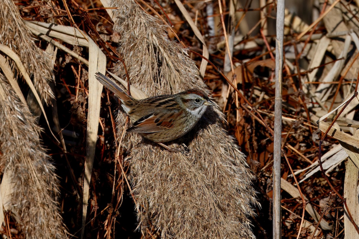 Болотная зонотрихия - ML647542421