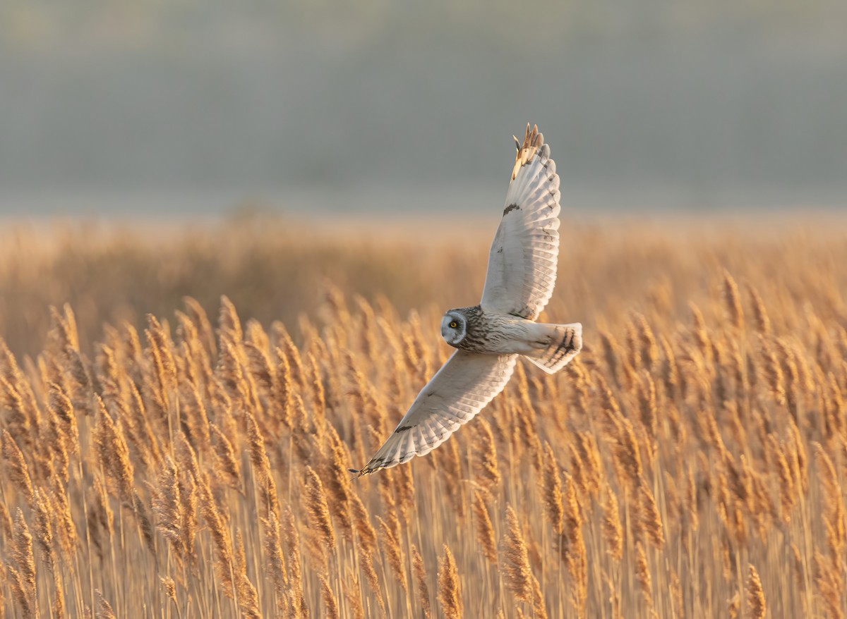 Zingira-hontza - ML647542427