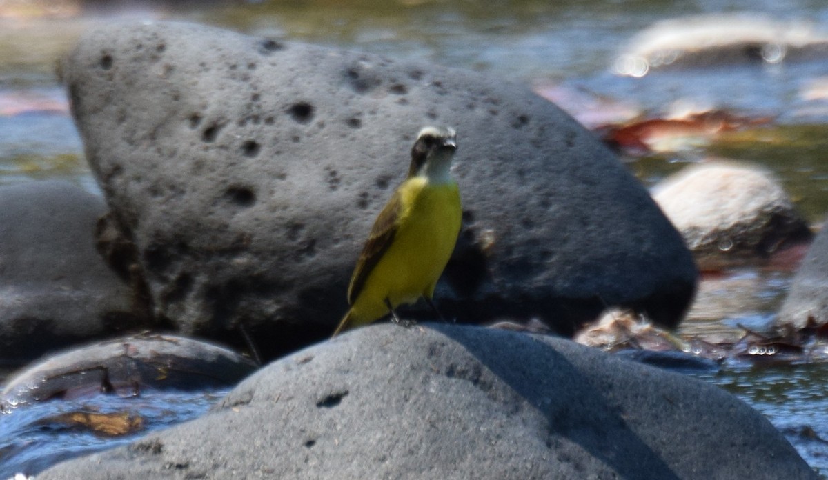 Красношапочный бентеви - ML647542429